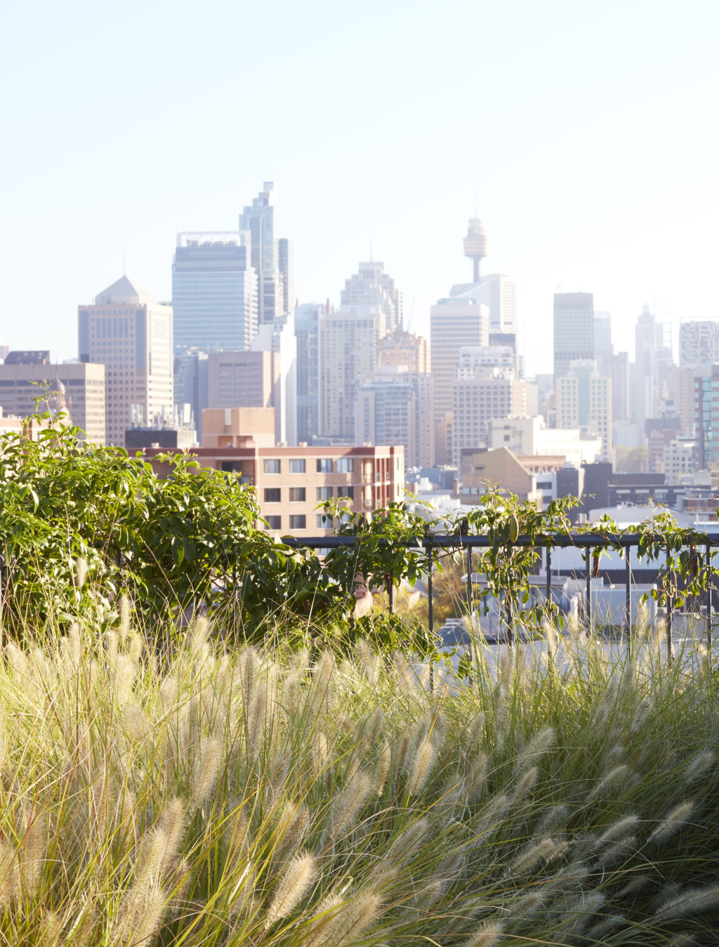 Surry Hills project by Dangar Barin Smith. Photo: Prue Ruscoe