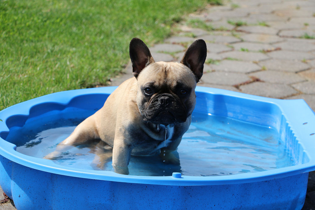 Bulldogs and pugs are prone to developing heat-related problems at relatively mild temperatures. Photo: Bianca Grueneberg (iStock)
