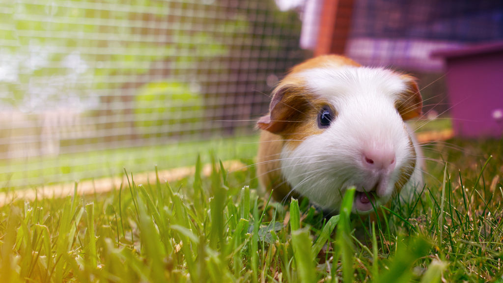 Yes, even smaller pets like guinea pigs can be affected by the heat. Photo: iStock