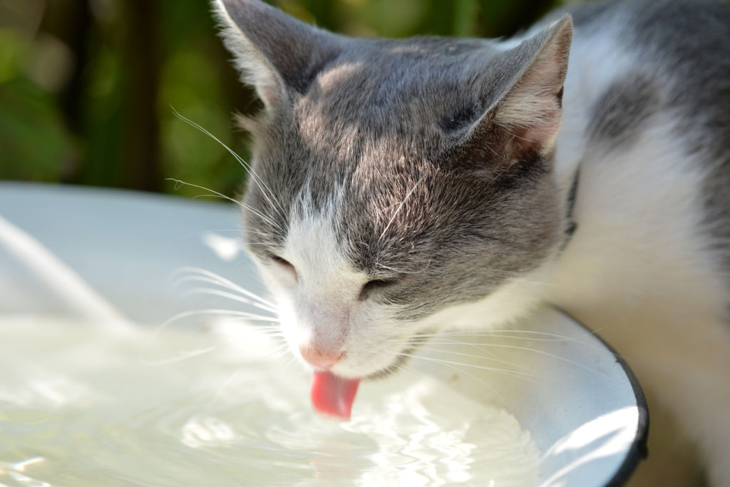 Your pets need to be given more than one bowl of water. Photo: iStock