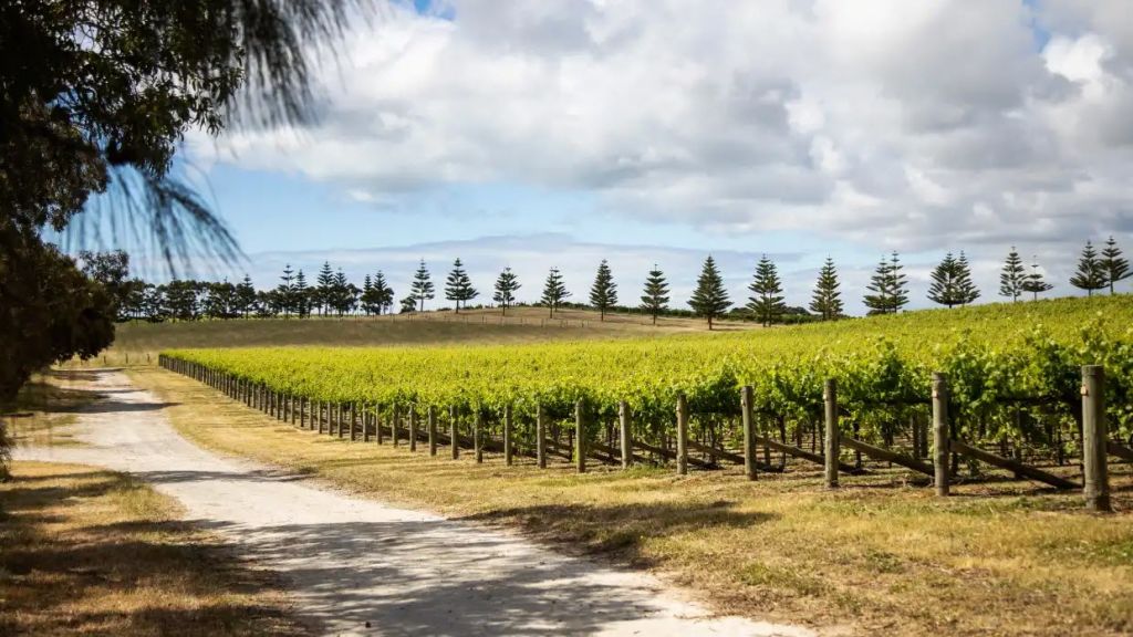 Kreglinger puts SA's Norfolk Rise vineyard on the market