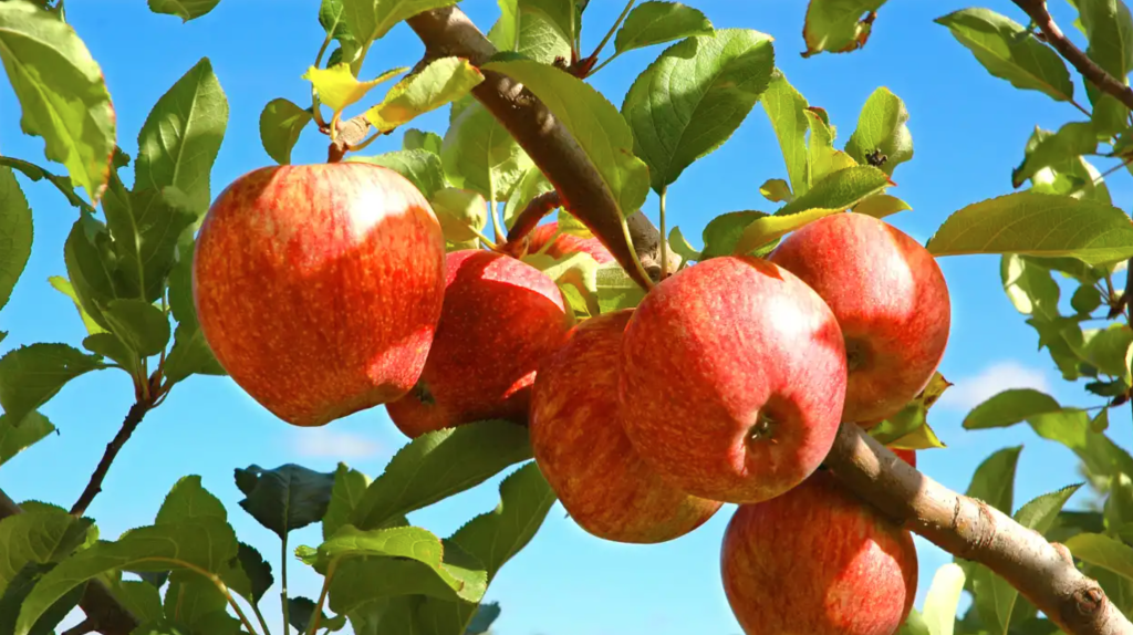 New hands for Ballykeane orchards