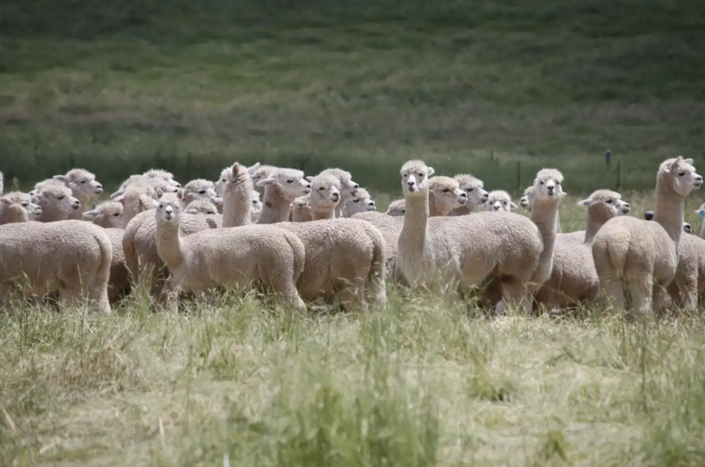 Southern Tablelands Alpaca farm finds new owner