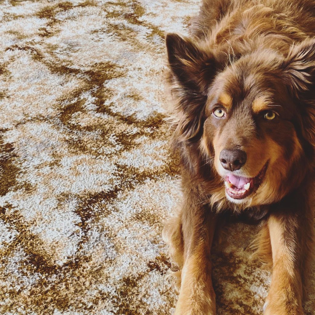 On second thoughts, parts of the dated carpet will be made into floor rugs. Archie likes the pattern. Photo: Krisi Patras