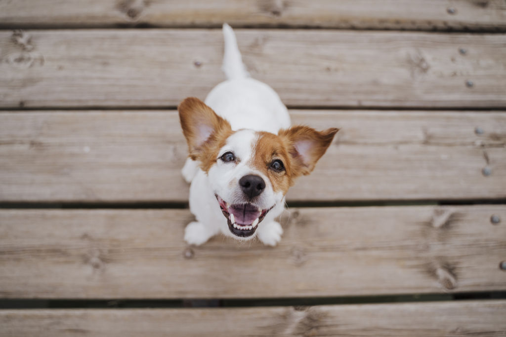 Pet-proofing your investment home before accepting tenants is the best way to minimise any damage to the home. Photo: Eva Blanco (iStock)