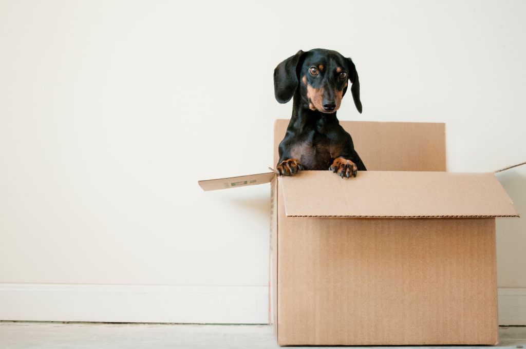 The chaos of moving day is no place for children or pets. Photo: Unsplash