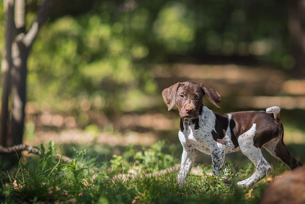 This is a stock image of a German shorthaired pointer puppy and is not the dog in question. Photo: iStock