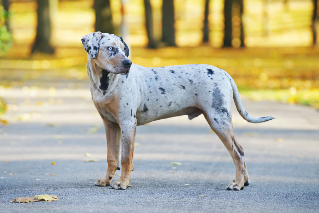 A stock image of a young Catahoula dog – not the canine in question. Photo: iStock