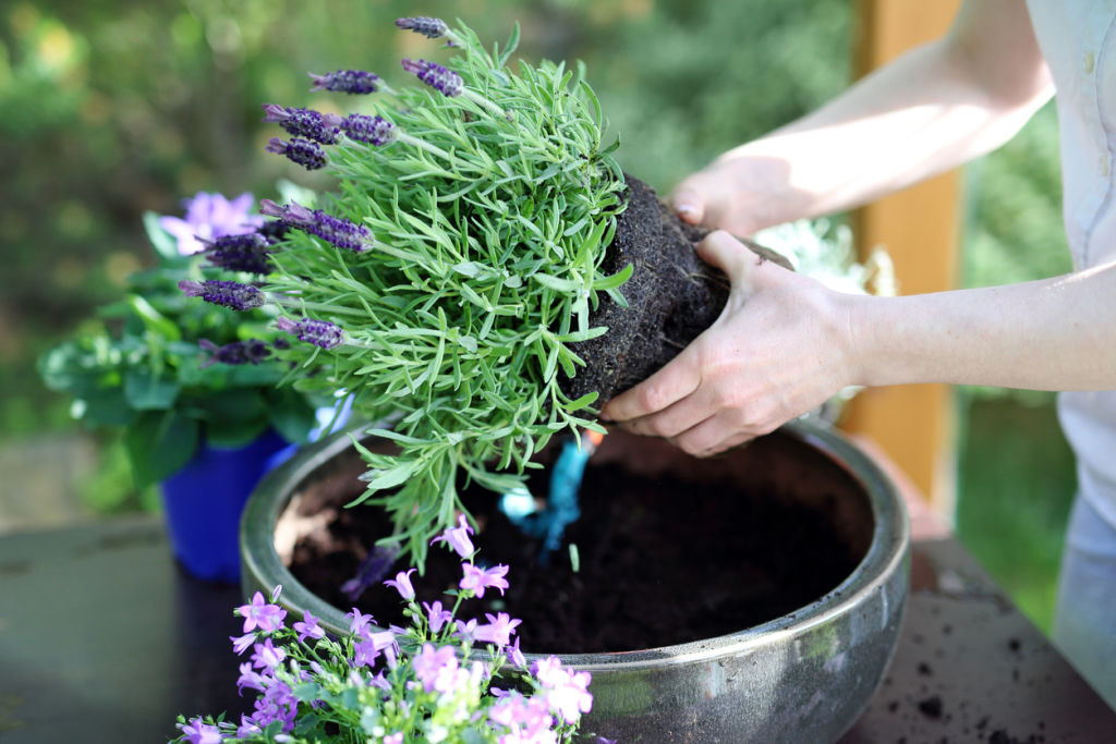 Lavender will grow well in cooler climates. Photo: iStock
