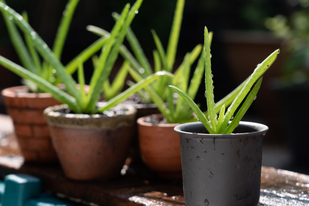 Succulents and ferns are great for warmer climates. Photo: iStock