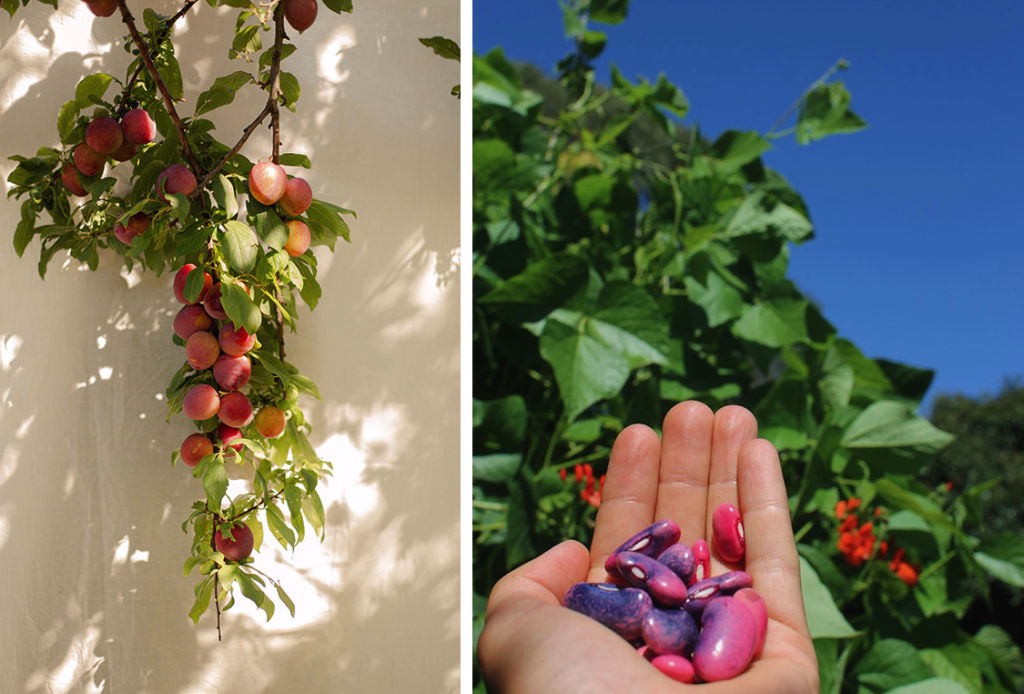 Growing food is largely a process of trial and error, says Van Diggele. Photo: Paris Tilley