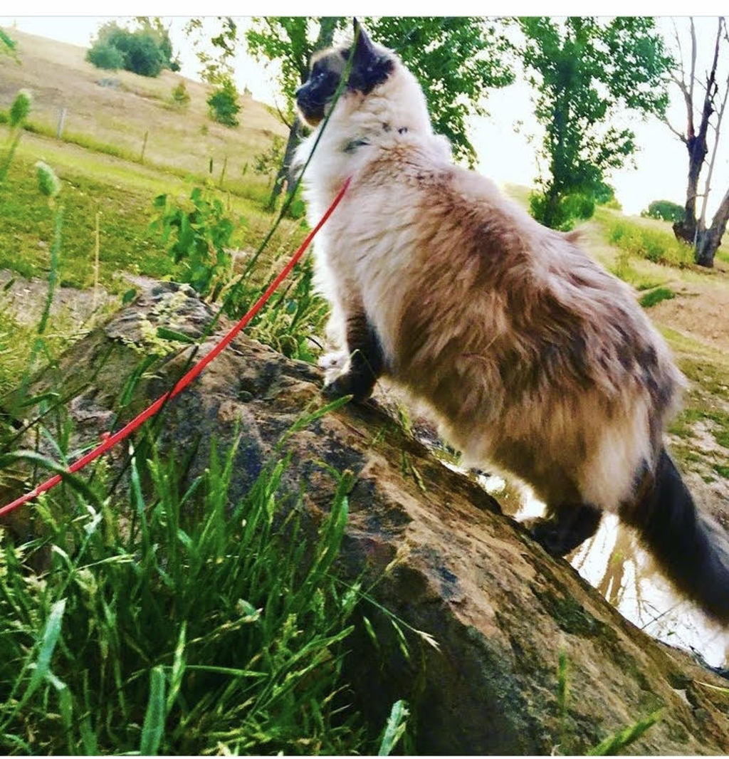Hilltop_Kennels_Cattery_4_vwsm73