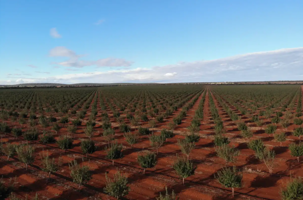 NSW almond orchard tipped to fetch $30m