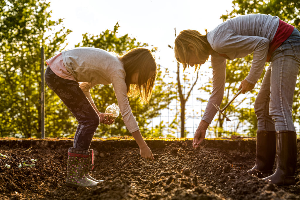 Vegetable gardens are becoming more common, even in urban areas. Photo: iStock