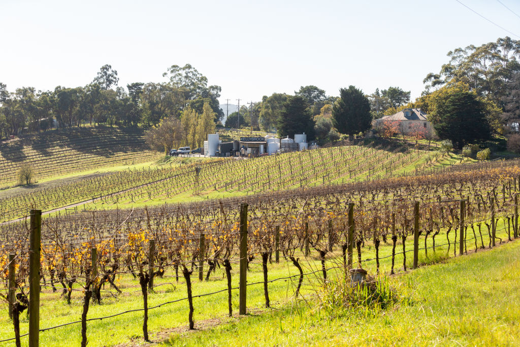Whilst the viticulture industry is continually growing, investors need to do their research and seek to employ professional horticulturalists and wine makers. Photo: Greg Briggs