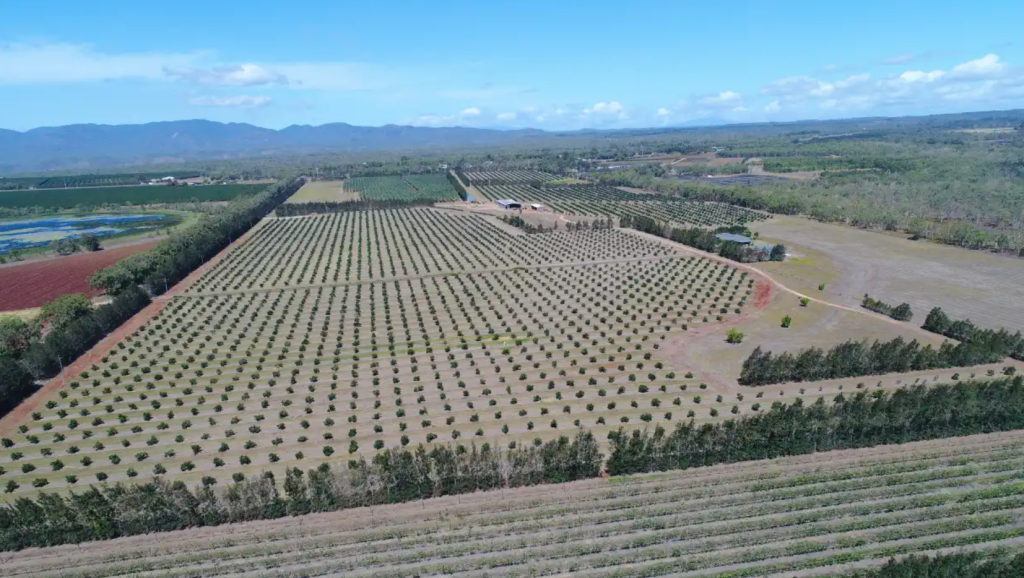 Sydney restaurateurs go bananas for $11.5m Queensland farm