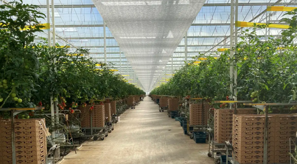 Roc Partners offers $200m veggie glasshouse as sale-and-leaseback