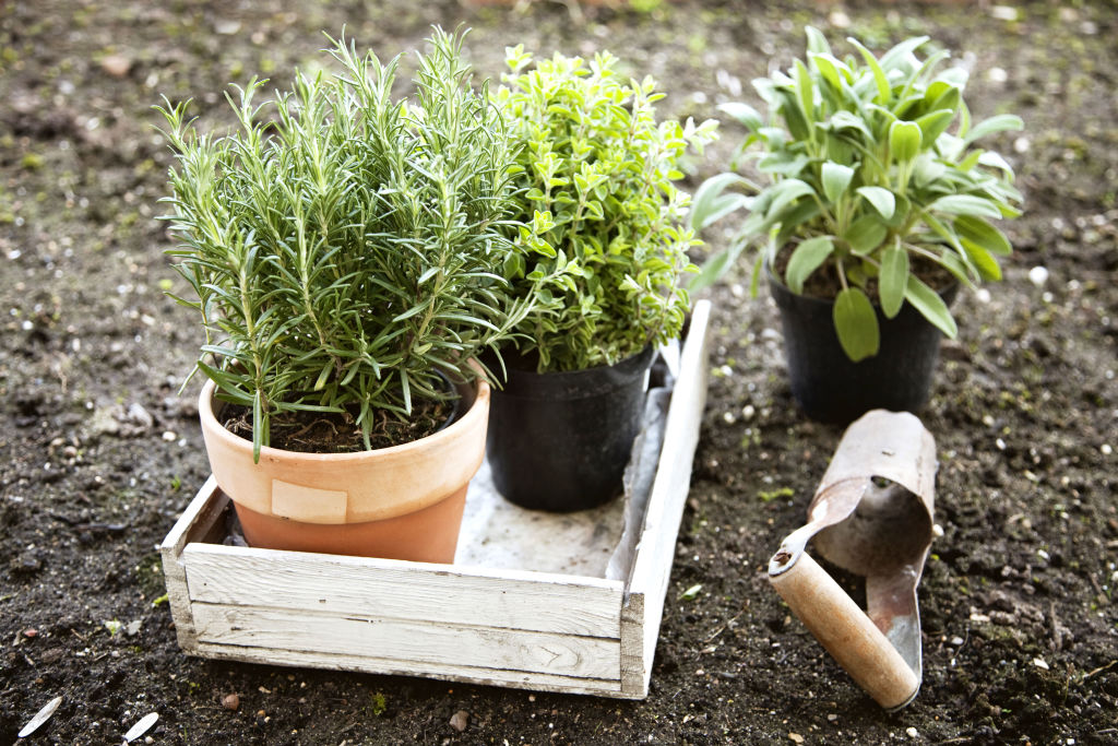 Plant your herbs close to the barbecue or pizza oven for easy access. Photo: Silvia Jansen