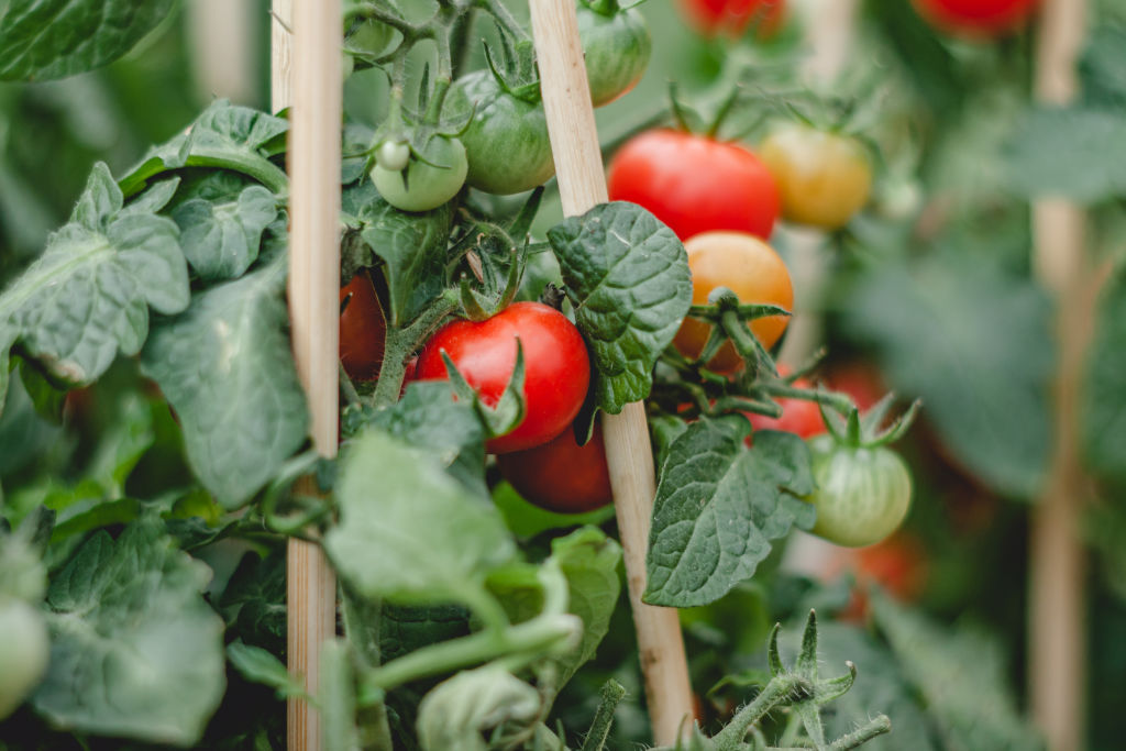 Beware: Any part of the tomato plant is toxic to animals. Photo: Yuliya Ivanova