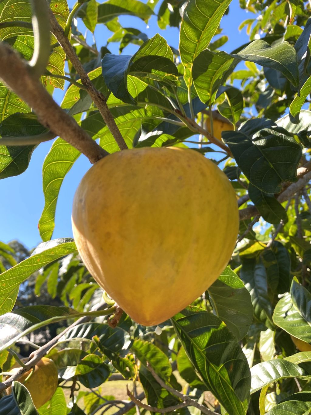 Yellow Sapote, also known as canistel, tastes like butterscotch, says John Picone. Photo: Vivienne Pearson