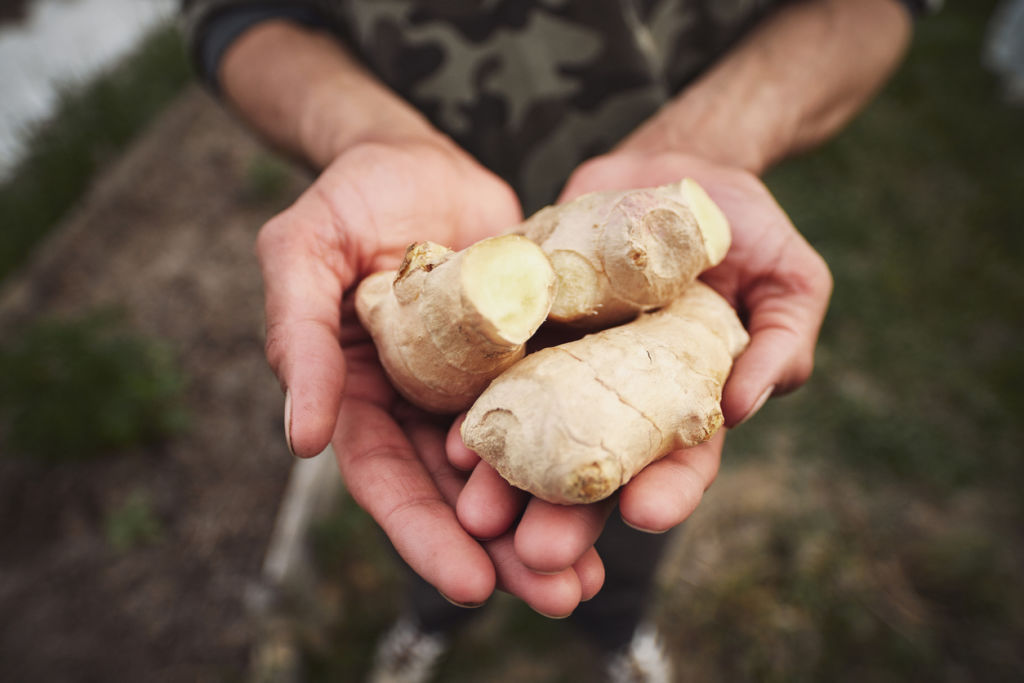 You can grow ginger anywhere that receives from a half-day to a full day of sun. Photo: iStock