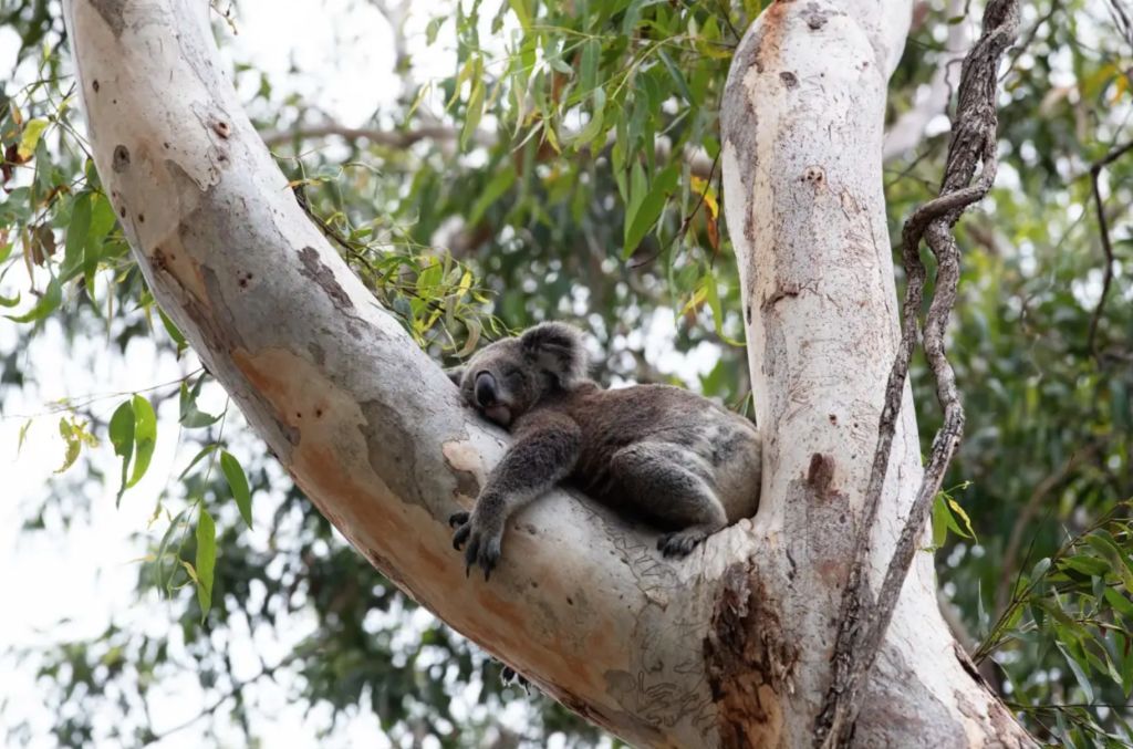 Koala fund chews into demand for developer offsets