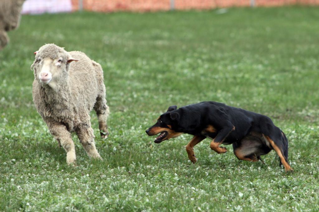 Hamilton's fortunes are built on surrounding farms. Photo: Dave Langley