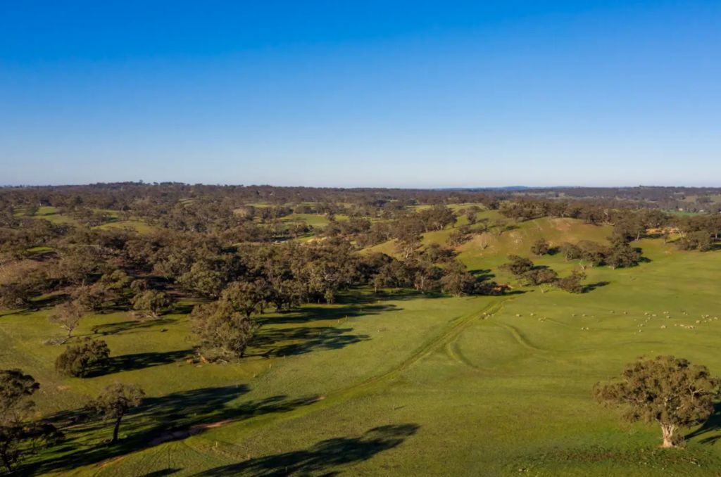 Historic Barossa sheep stations broken up and sold off