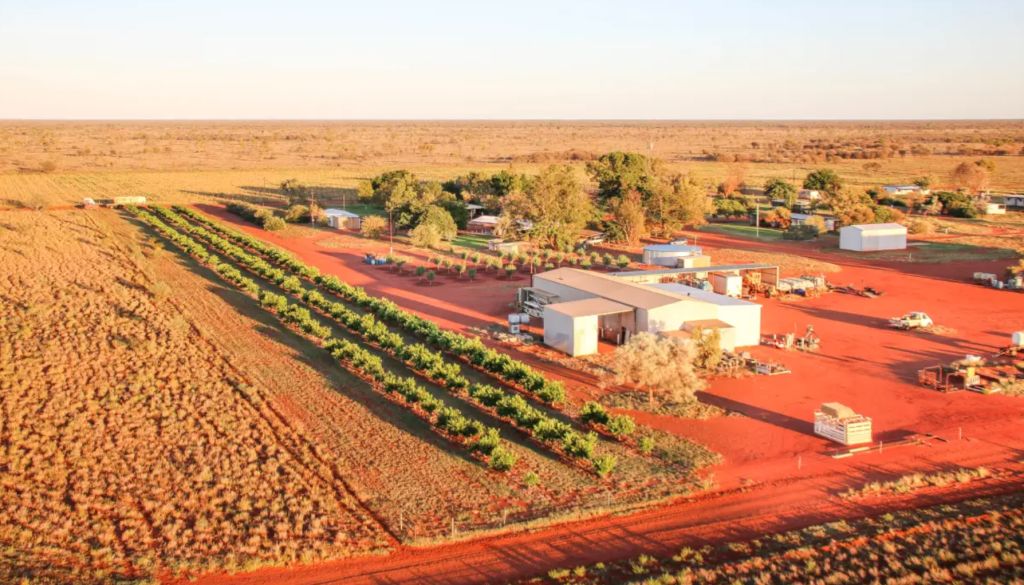 NT fodder-growing ‘oasis' snapped up by conglomerate