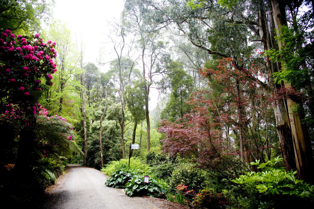 Tucked 40 minutes away from the city, the Dandenongs feel like a world away from the hustle and bustle. Photo: Mark Chew