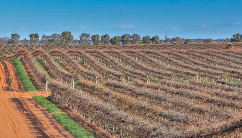 Developer sells Sunraysia vineyards for $20m