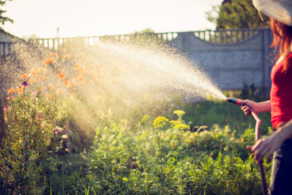 It is good to avoid watering plants during the hottest times of day. Photo: iStock