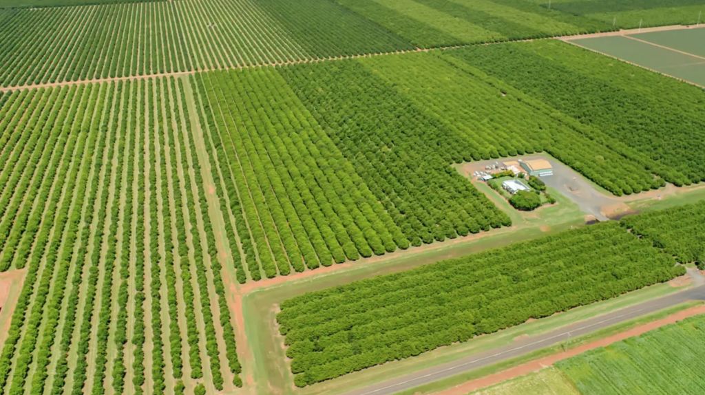 Bundaberg macadamia orchards tipped to sell for more than $70m