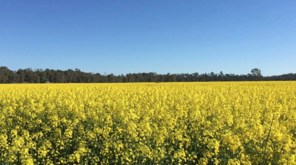 ‘Drought-proof' Murray River powerhouse to tempt local growers