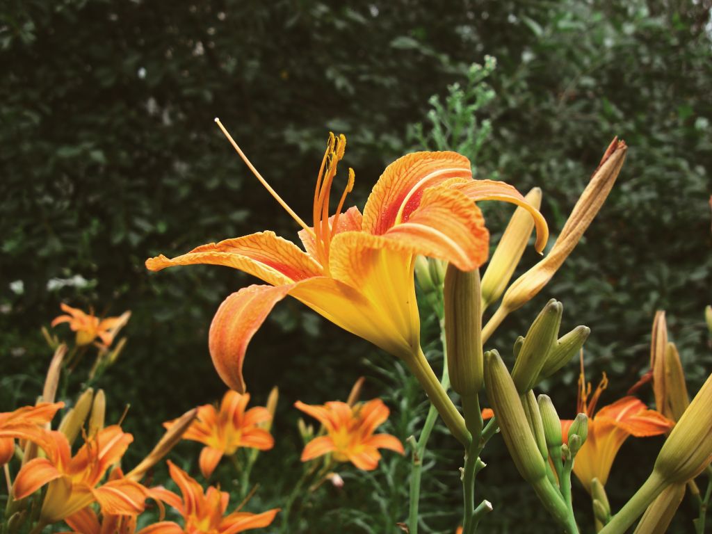 They might look lovely to you, but lilies can be lethal to your pets. Photo: Unsplash