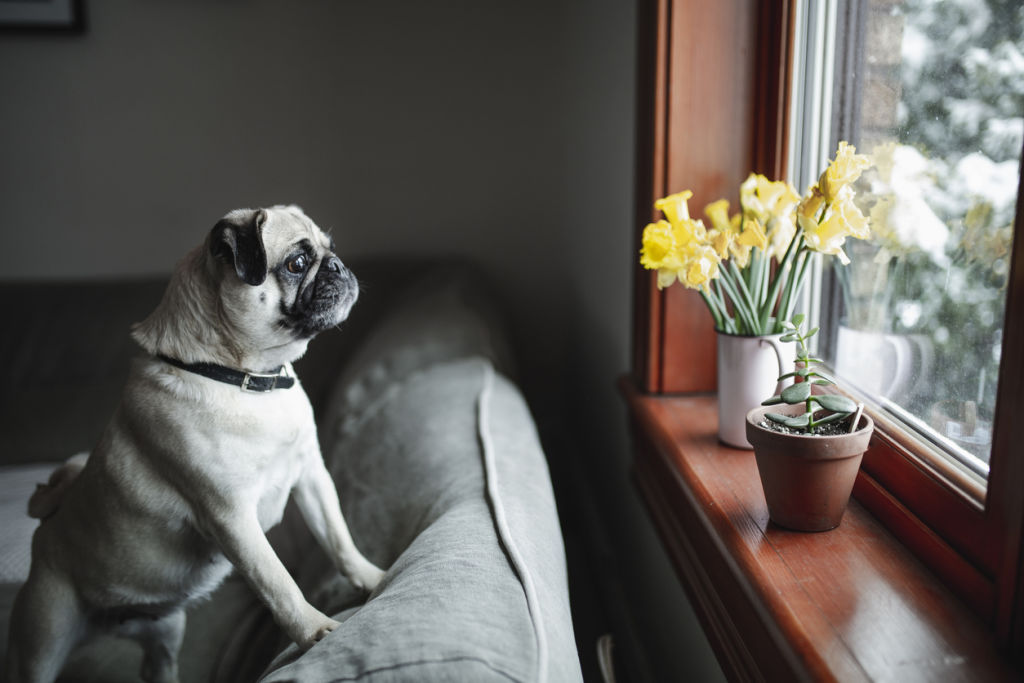 Keep that pug away: All parts of a daffodil contain toxic substances. Photo: Linda Raymond
