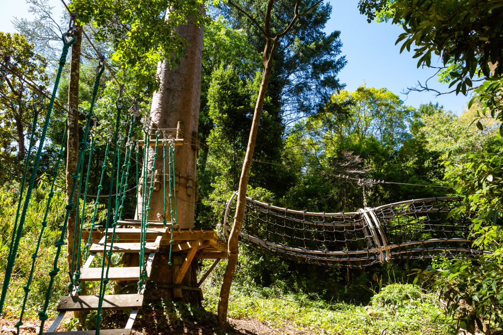 A day out with the kids can taken to the next level with places like Belgrave Treetops Adventure in your neighbourhood. Photo: Greg Briggs