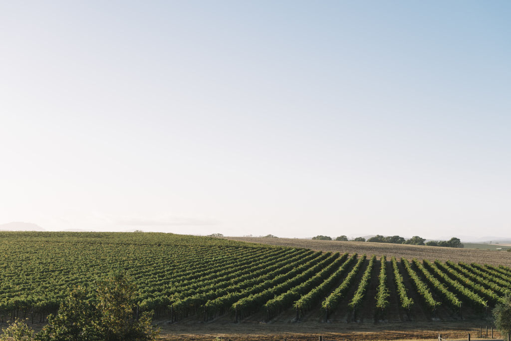 Rolling hills covered with vines are many homeowner's backdrop.  Photo: PHOEBE POWELL..