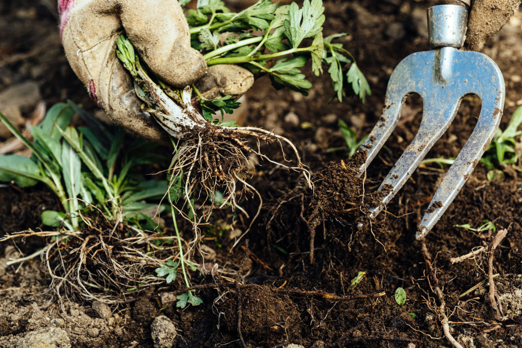 Weeds be gone: It might not be fun, but regular weeding must be done. Photo: iStock