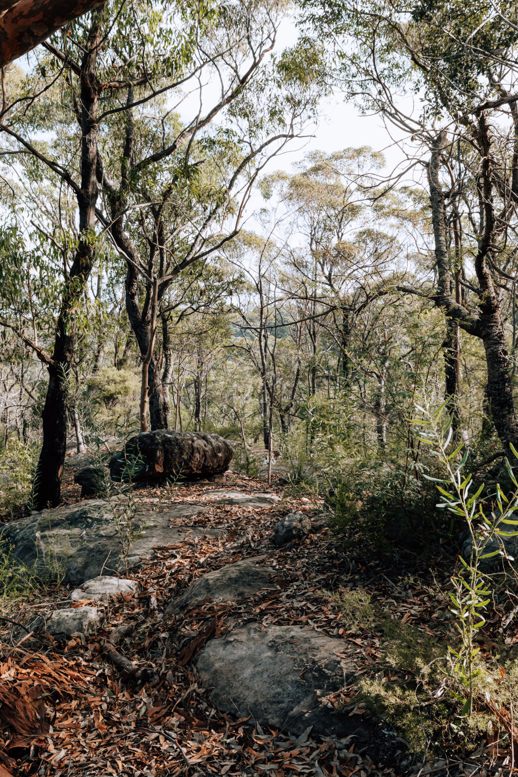 The natural surroundings of Springwood's Lawsons Lookout Track. Photo: Vaida Savickaite