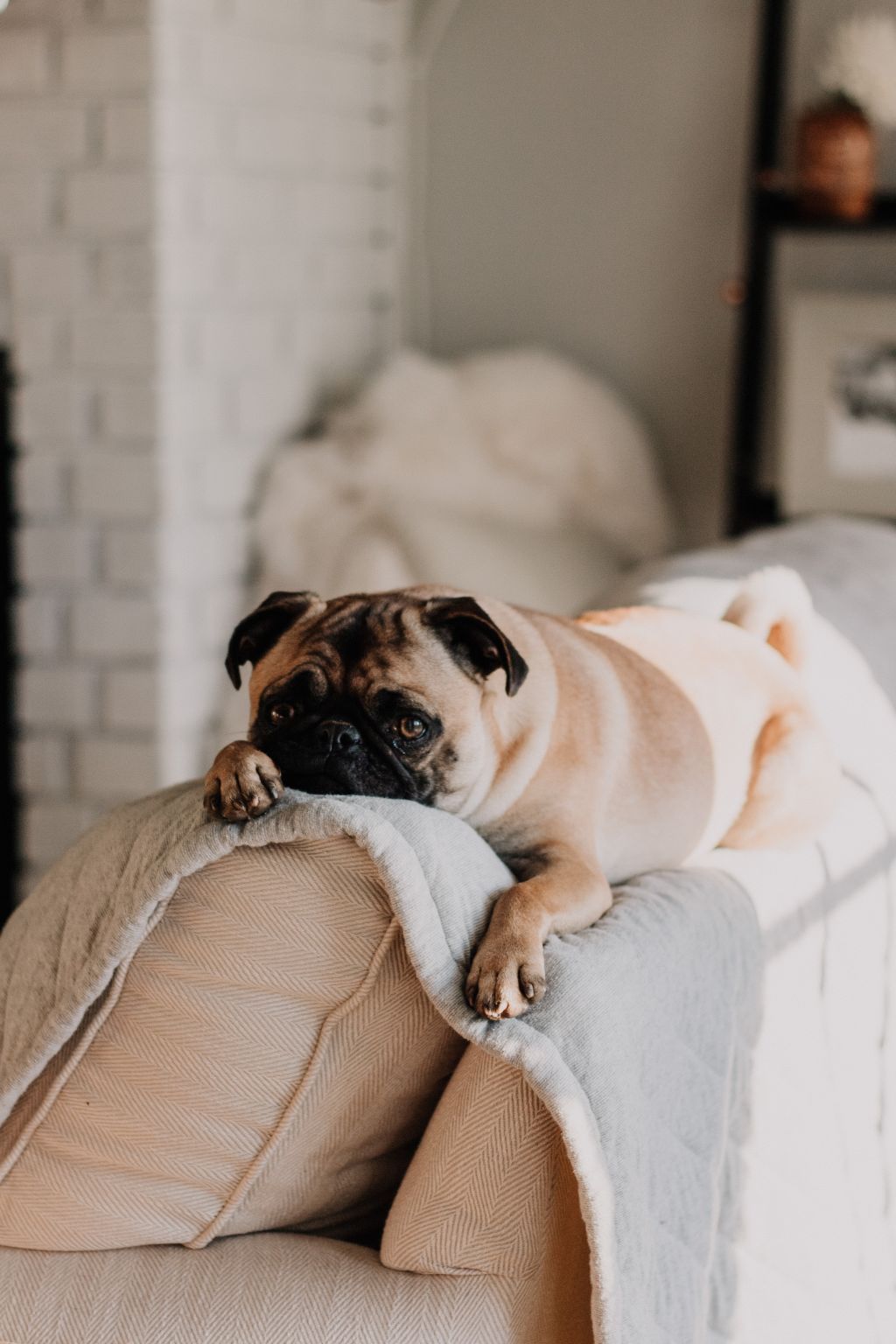 People often remark how comfortable Daisy looks in 'her' new home. Photo: Unsplash