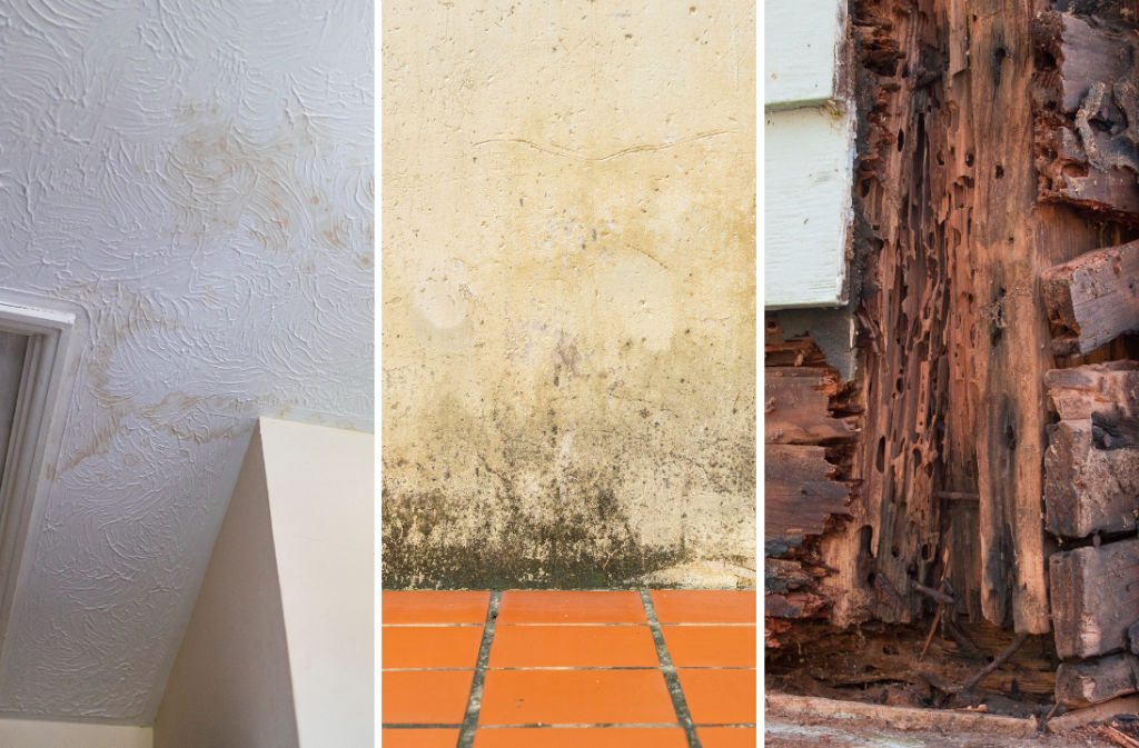 Roof leaks (left), rising damp (centre) and termite damage (right) are some of the building problems that can house hunters may be able to spot at an open-home inspection, but it's worthwhile having a professional inspect the property before making an offer.