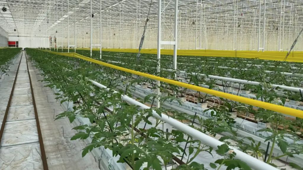 Roc's glasshouse tomatoes a juicy prize for buyers