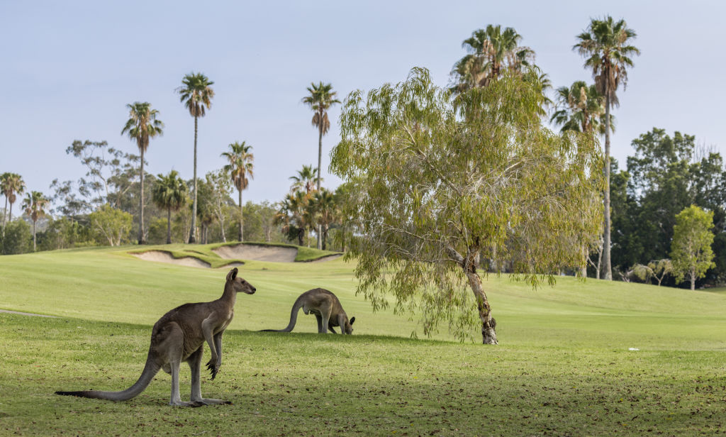 Sanctuary Cove is home to two golf courses and plenty of wildlife. Photo: Supplied