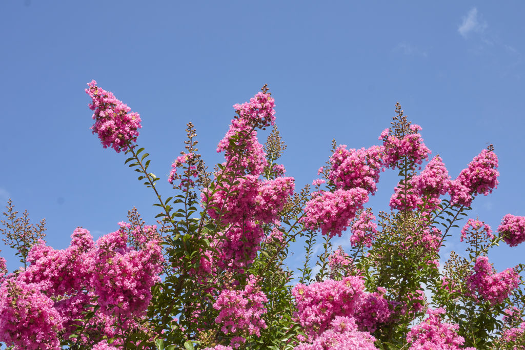 The best options are small to medium-sized deciduous trees including maples, pyrus and crepe myrtles. Photo: Getty