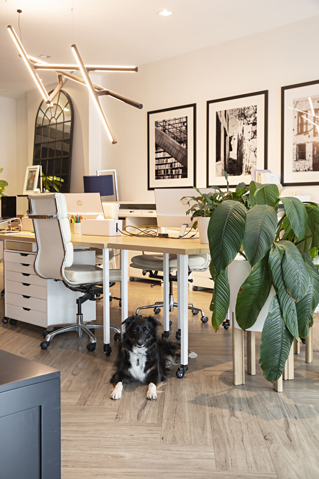 Blaze's beloved border collie Phoenix is right at home in the three-level property. Photo: Natalie Jeffcott