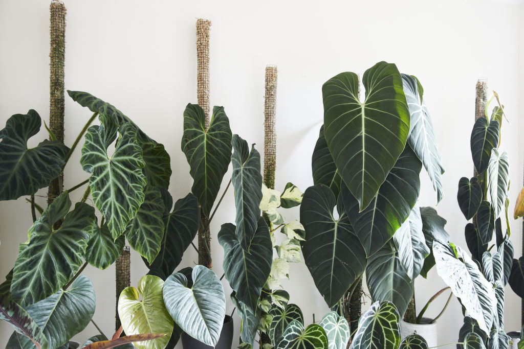 How to keep plants alive while you're on holiday this summer