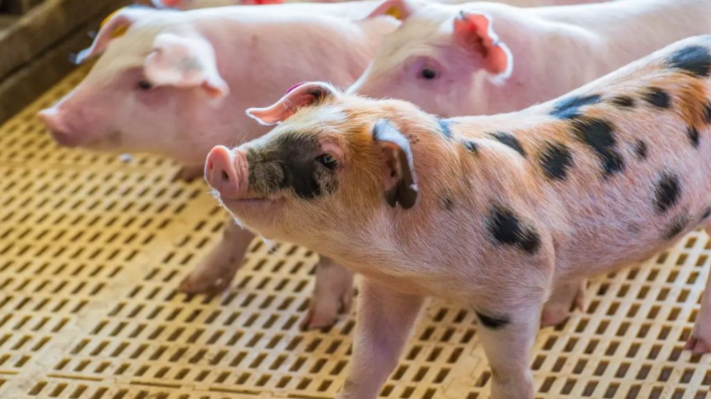 $65m pig powerhouse up for sale in operation ‘Project Fork'