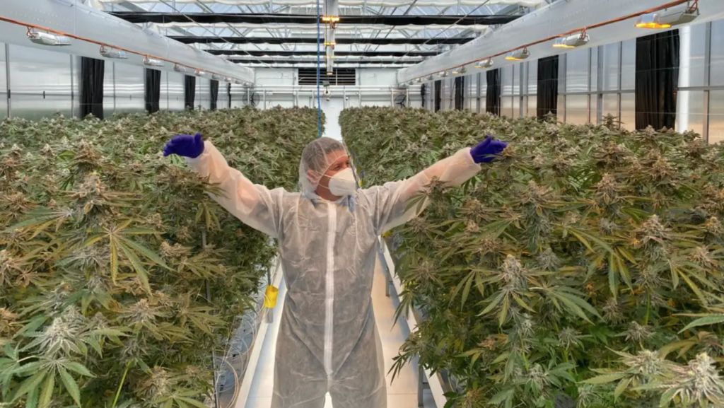 Move over coffee, medicinal cannabis' global revenue attracts backers