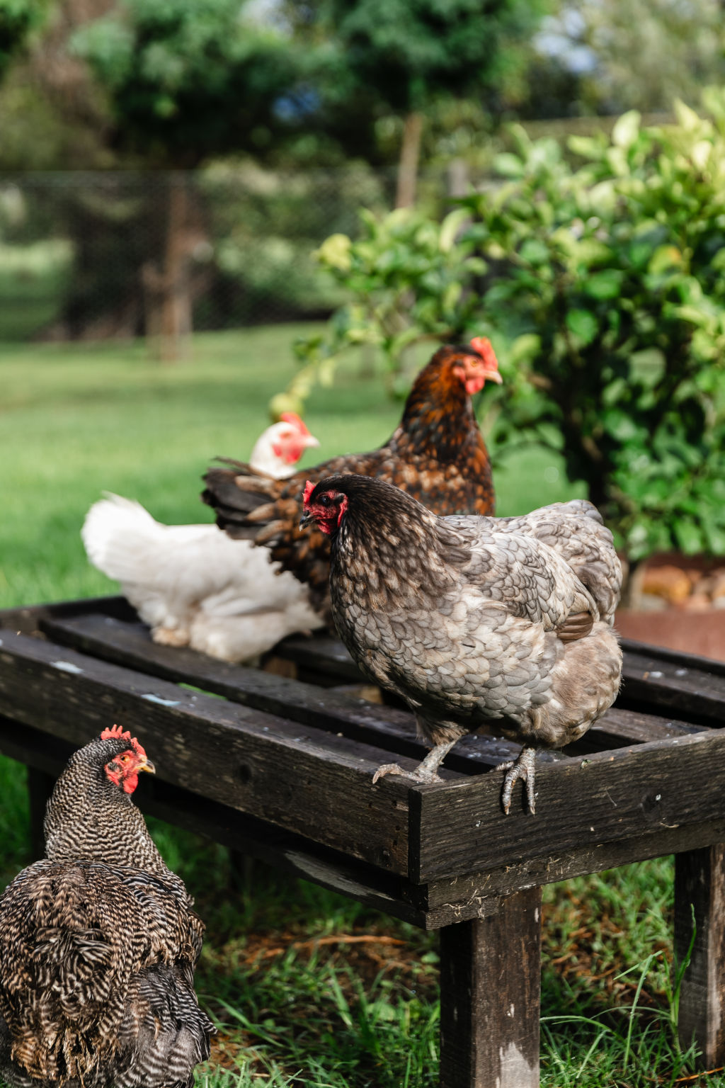 Fresh eggs come from the resident chickens. Photo: Moss & Co - Trudy Pagden